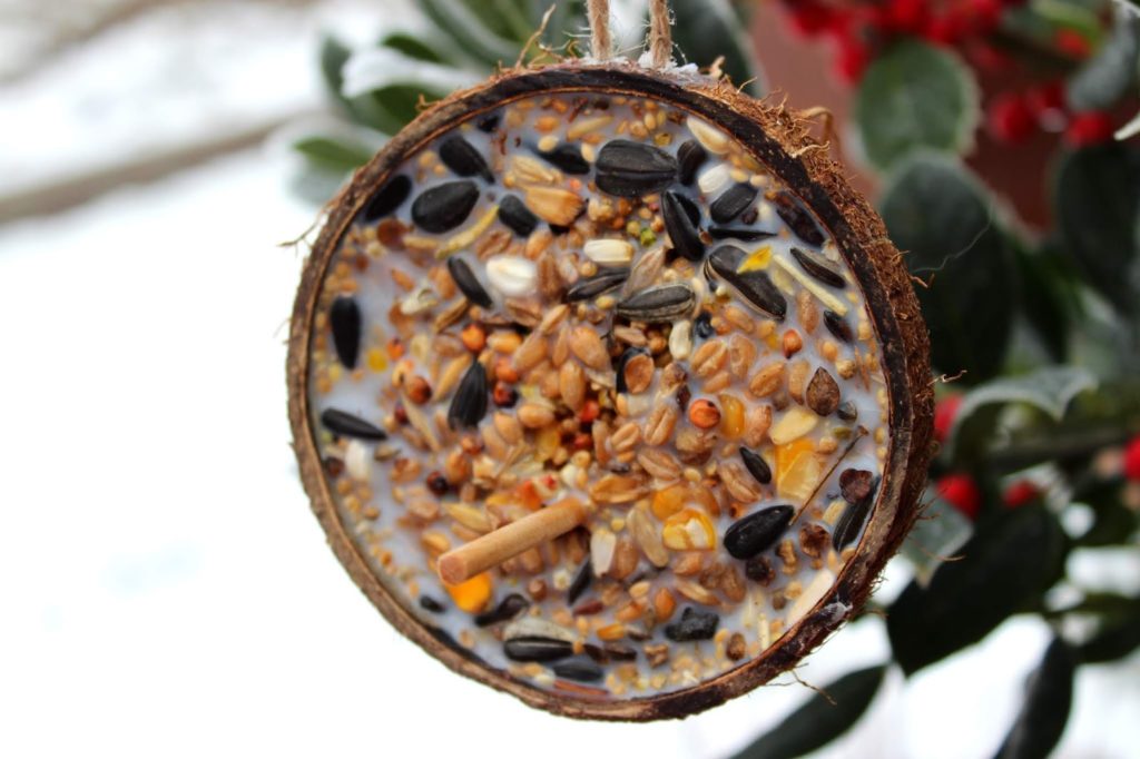 DIY: Vogelfutter ganz einfach in einer Kokosnussschale selber machen - mit Kokosfett