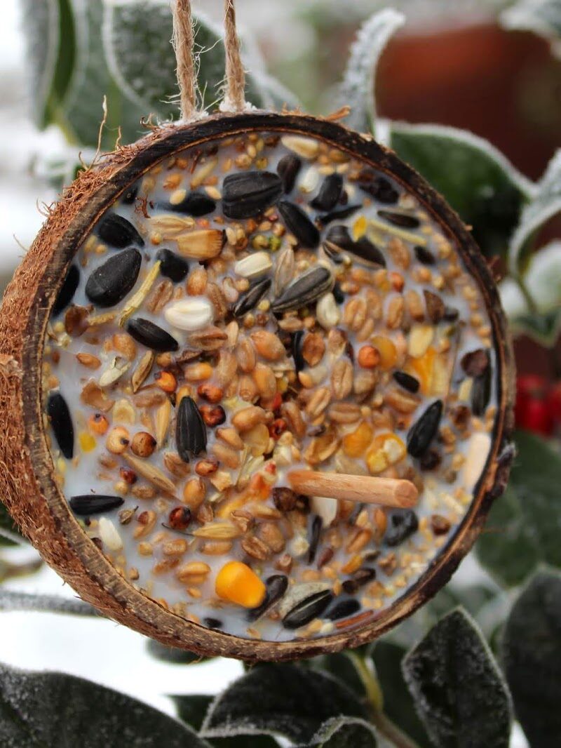 selbstgemachtes Vogelfutter in Kokosnuss