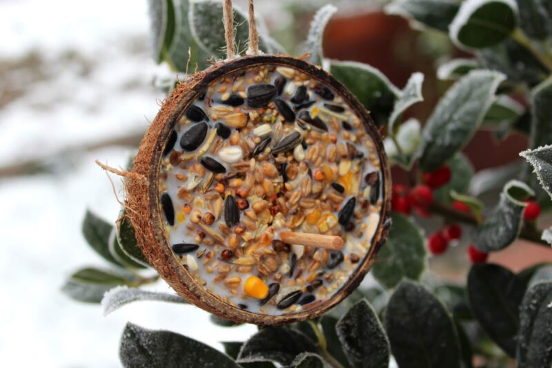 selbstgemachtes Vogelfutter in Kokosnuss