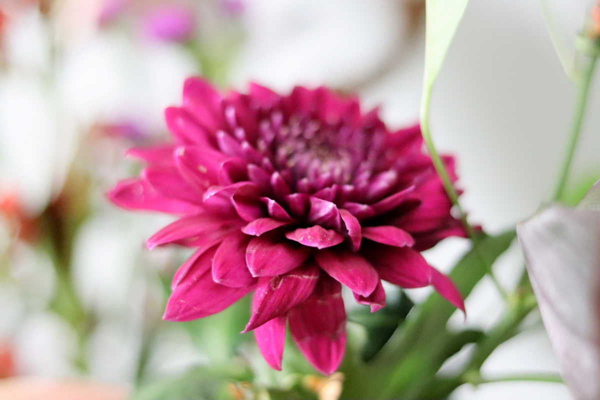 Bloomon Pixie Bouquet - Blumenarrangement