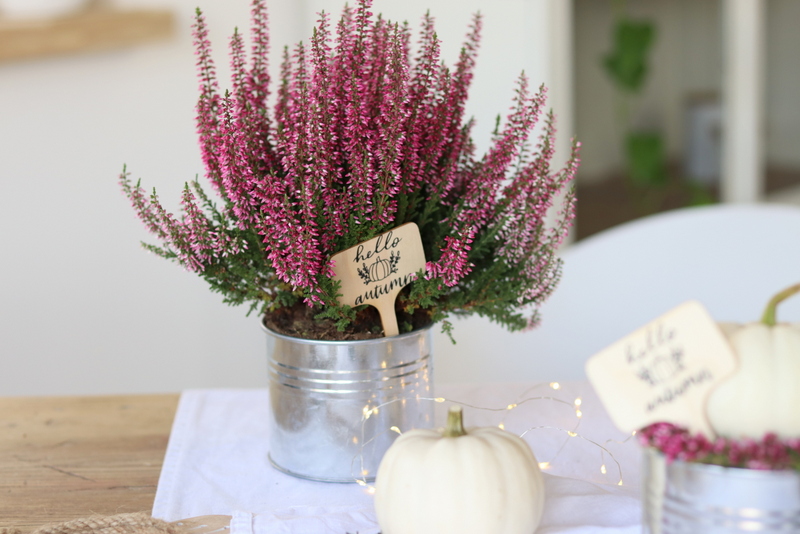DIY - selbstgemachte Herbst-Schilder mit dem Plotter "hello autumn" für selbstgemachte Kürbisdeko in einem kleinen Topf mit Heidekrautkranz und Baby Boo Kürbis
