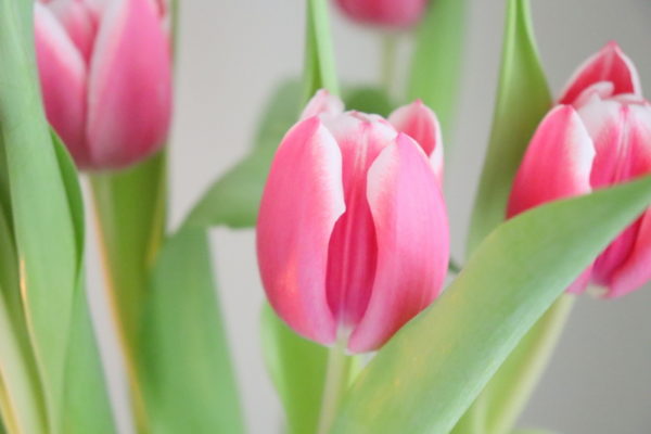 Tipps: Tulpen länger haltbar und frisch halten